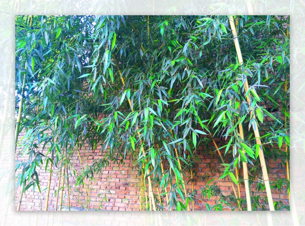 墙边的竹子