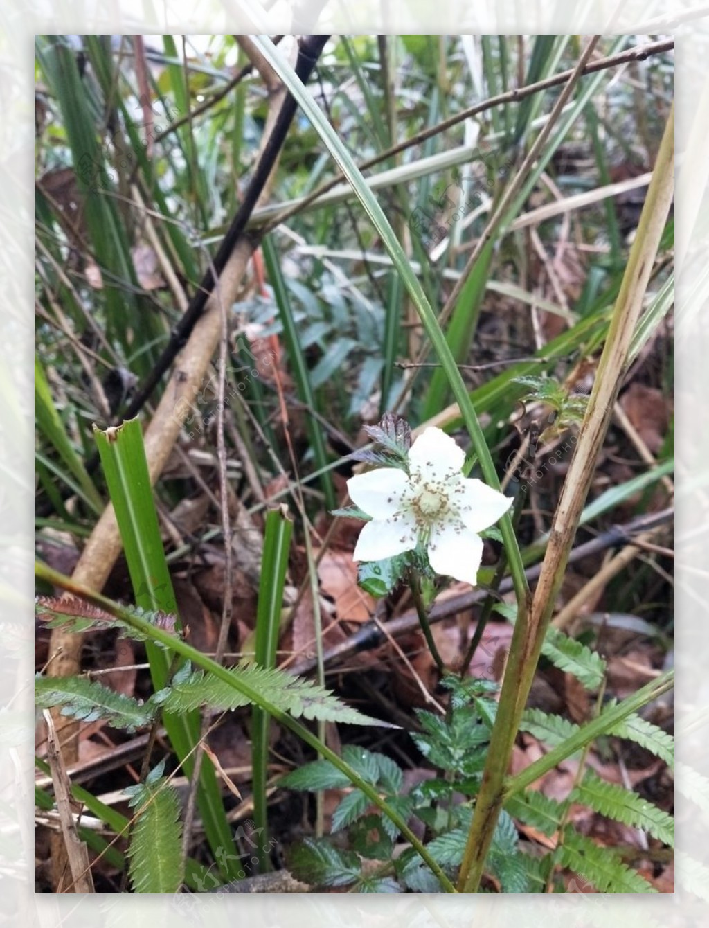 小白花