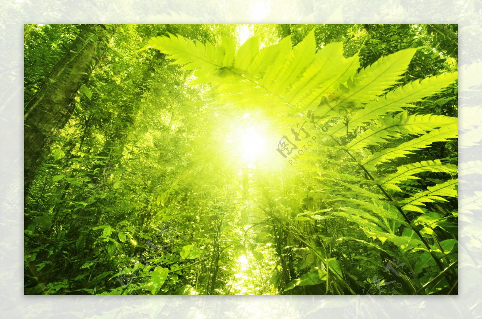 热带雨林绿色植物风景