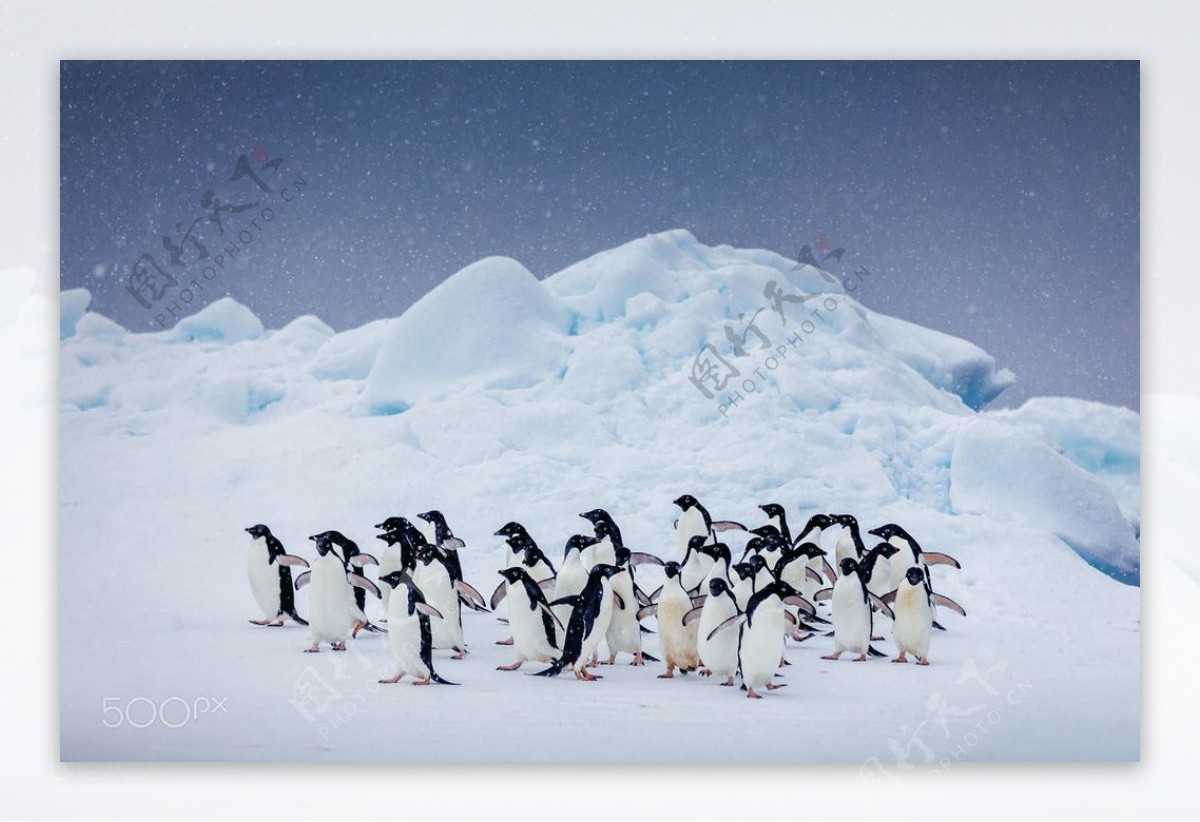 南极企鹅群可爱组合