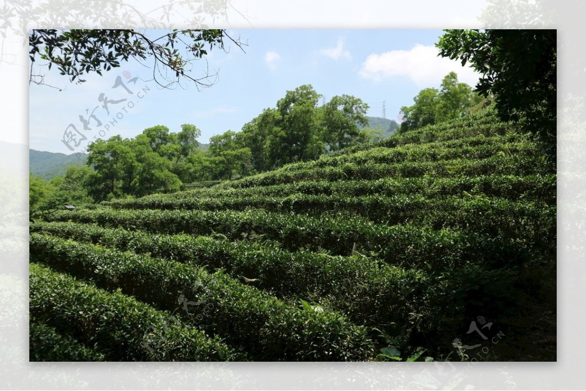 绿色植物风景图