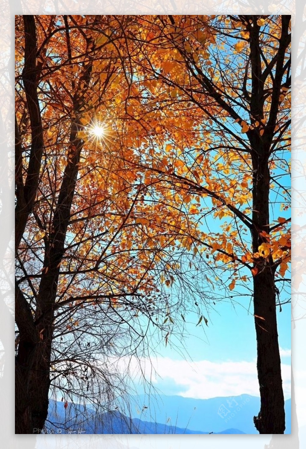 斑斓树林中的秋日暖阳