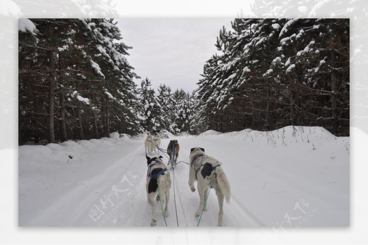 雪橇犬