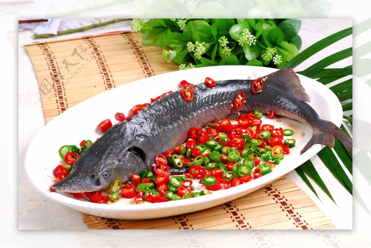 鲜椒鲟龙鱼
