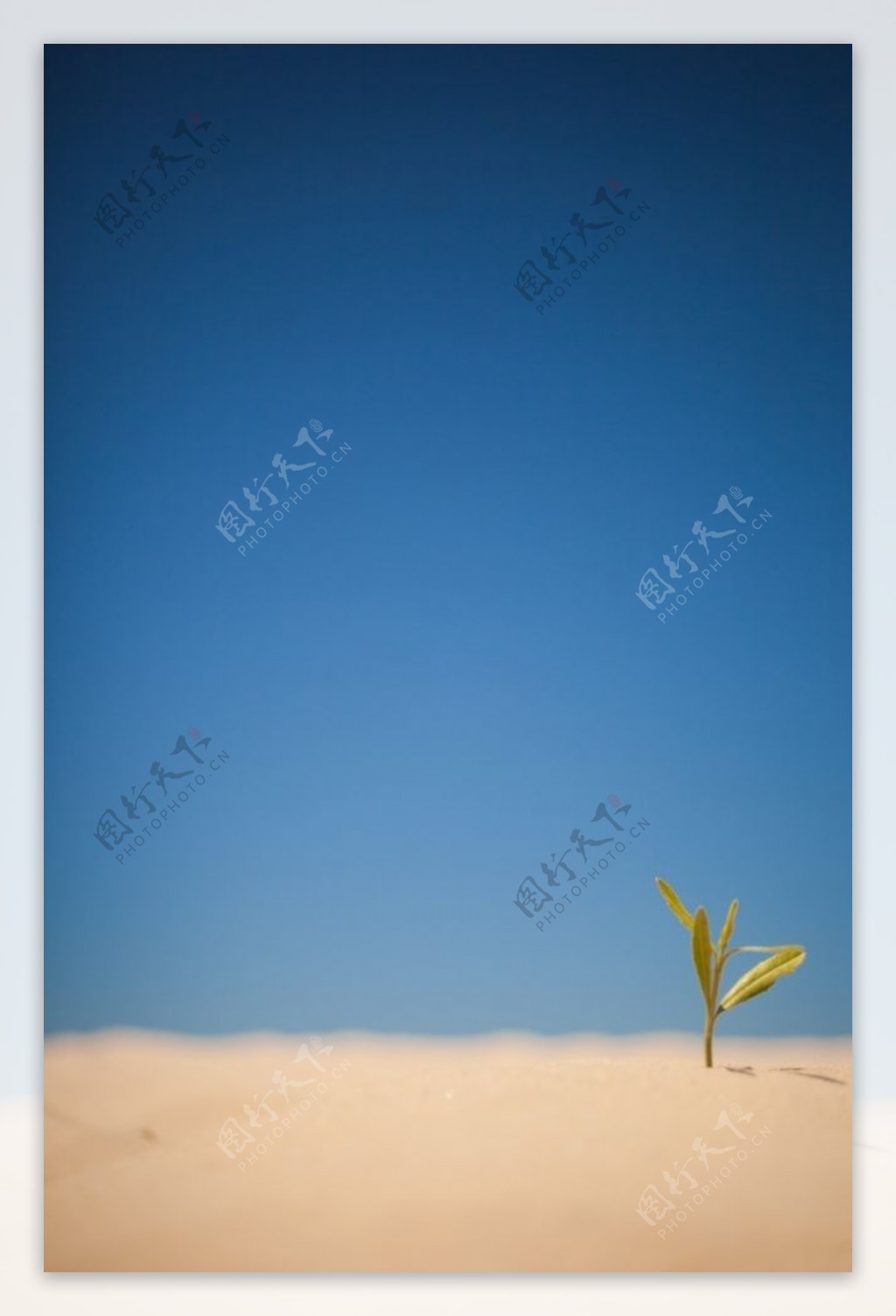 沙漠中的小草