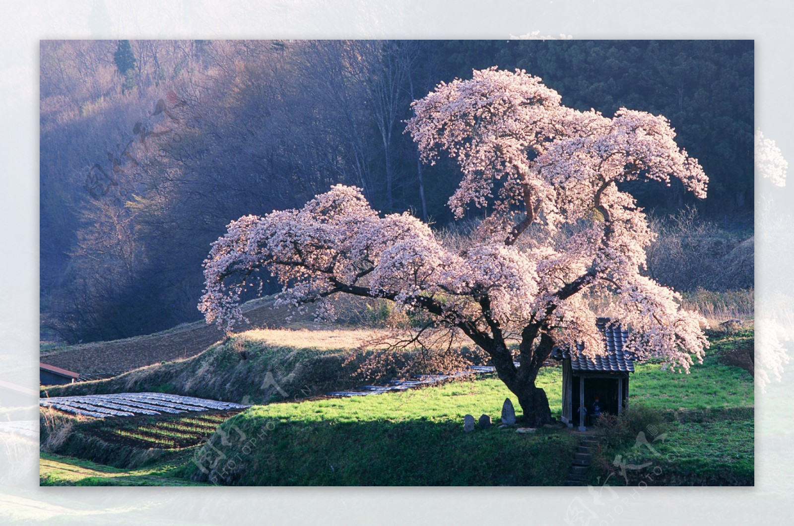 唯美山间樱花树