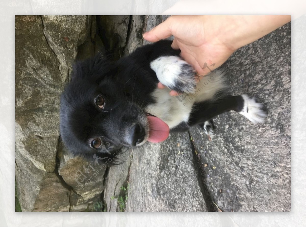 黑毛狗熊熊黑狗蝴蝶犬