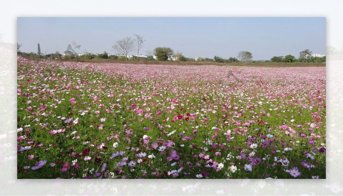 格桑花