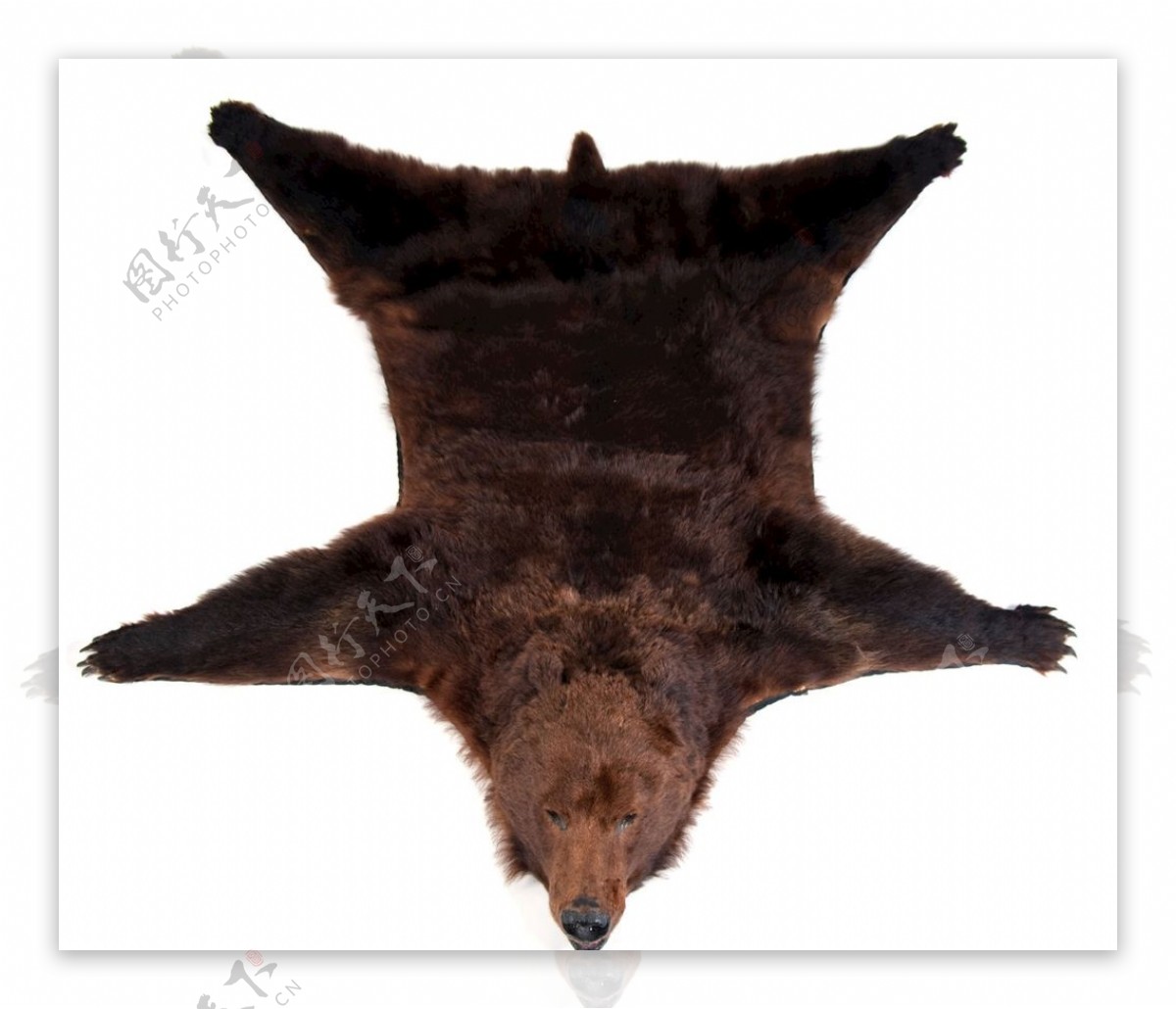 大棕熊剖皮整体平面合层印花图案