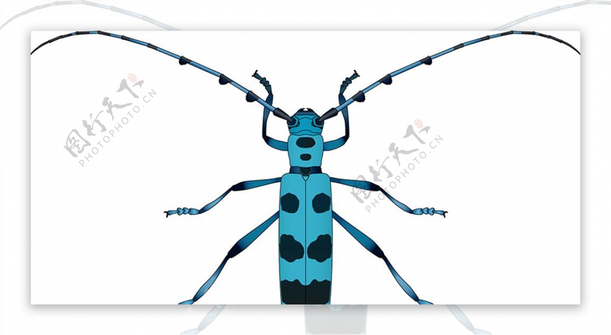昆虫系列蓝色天牛