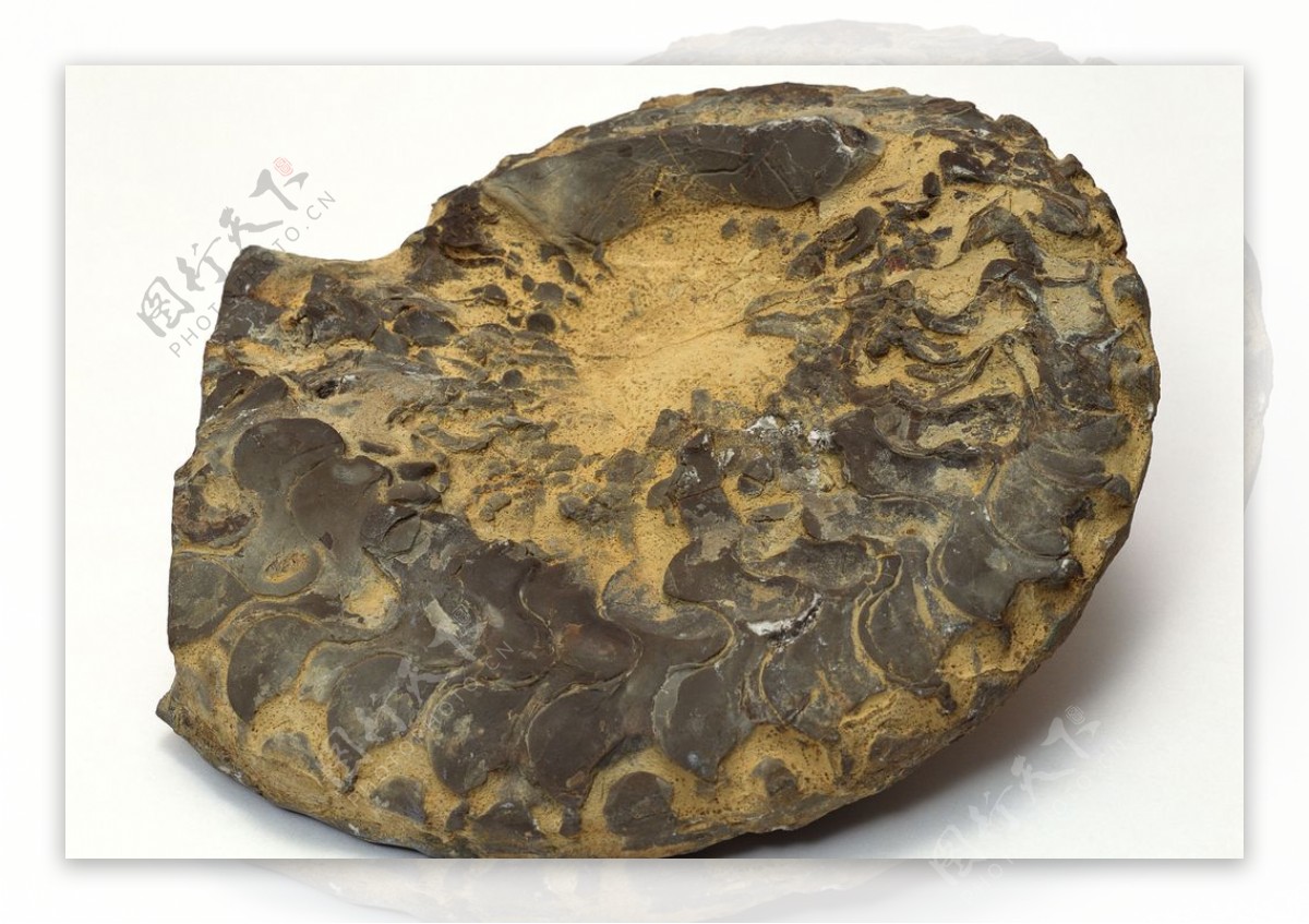 海螺贝壳化石