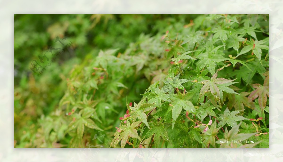 绿色植物