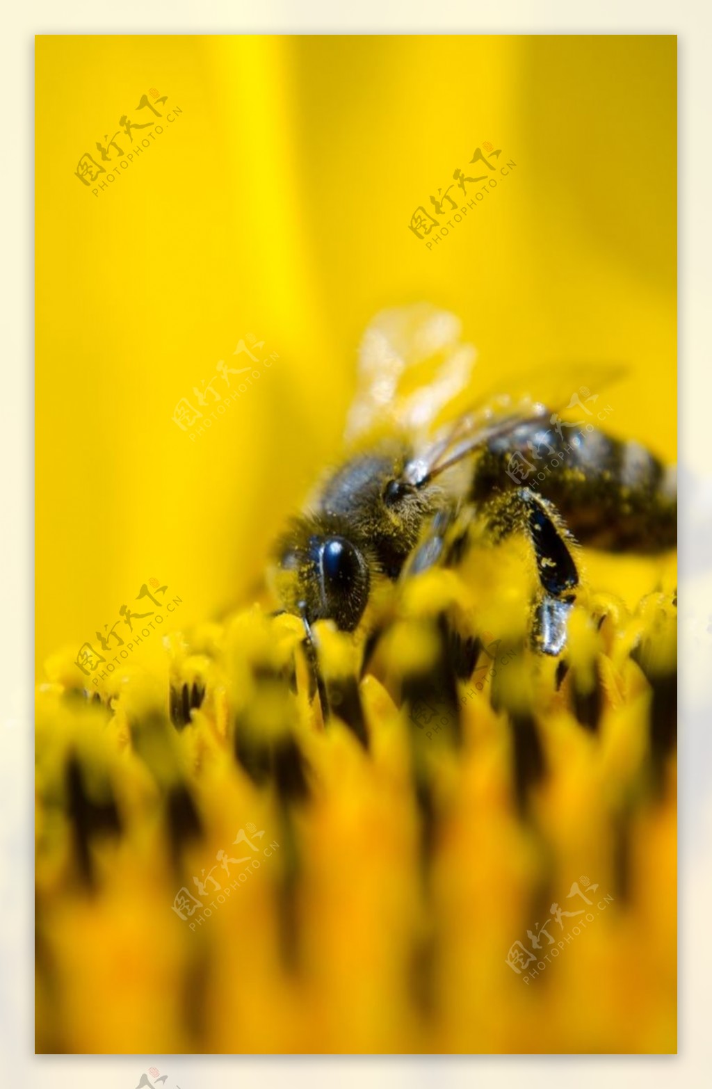 采花的蜜蜂