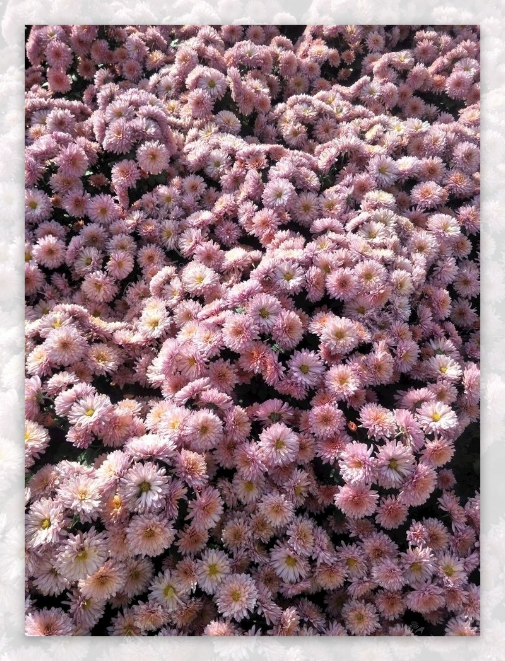 大棚粉菊花