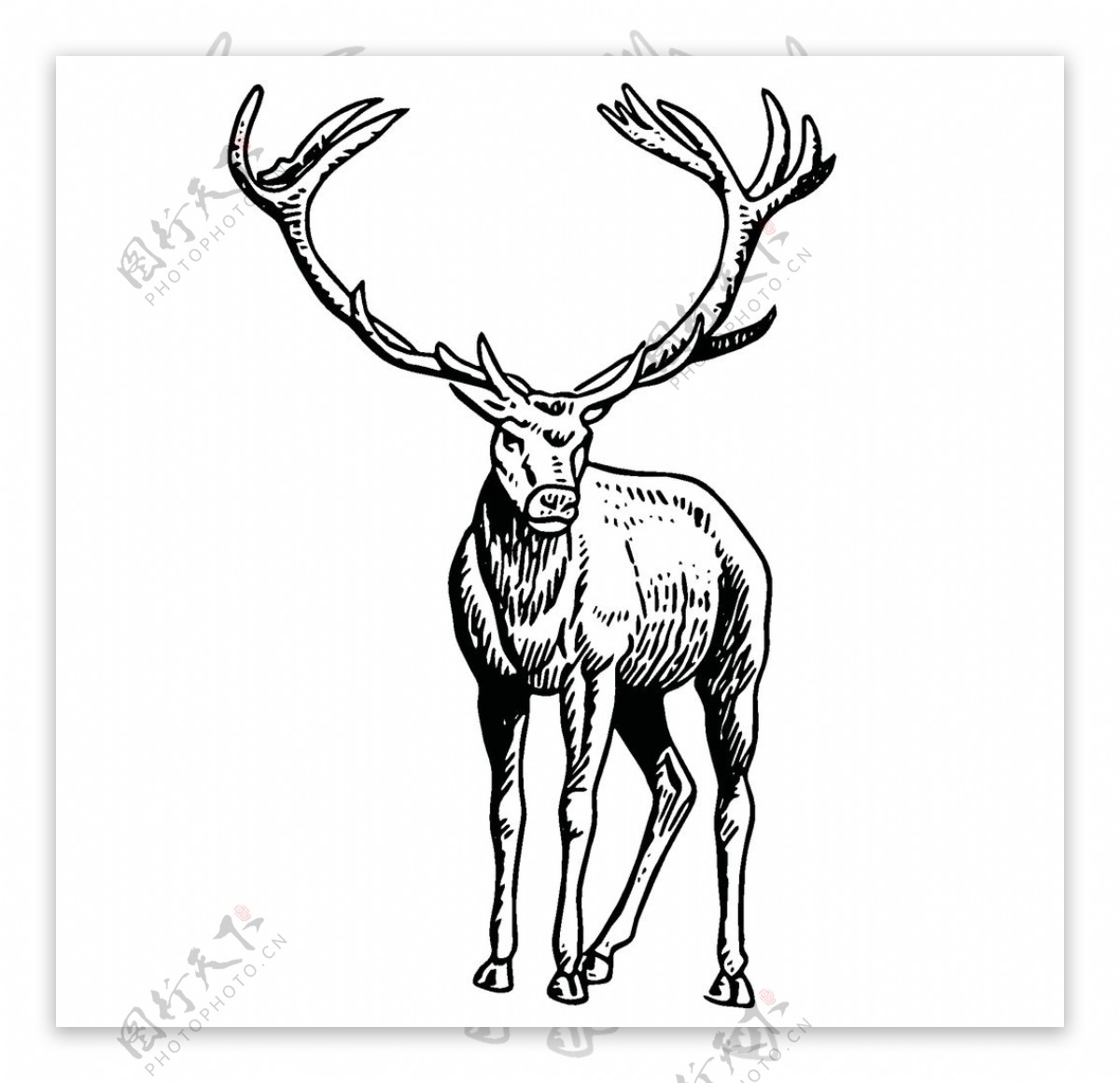 麋鹿动物插画