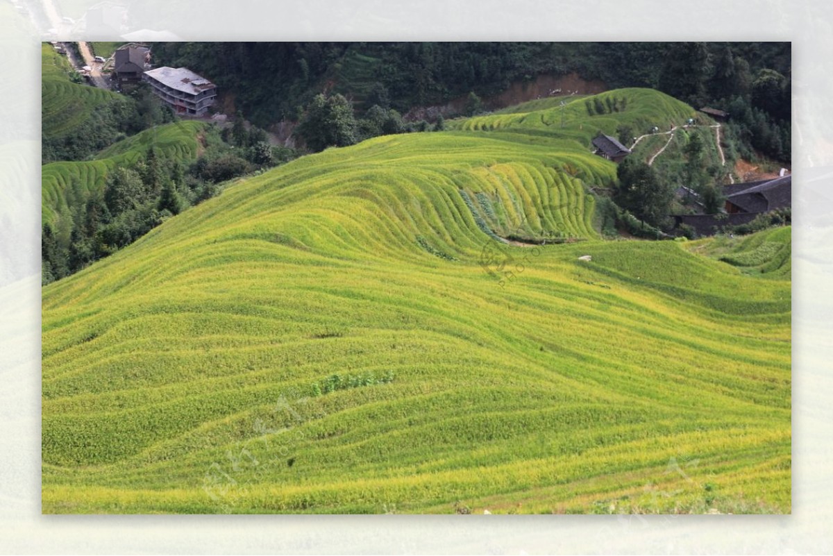 龙脊梯田