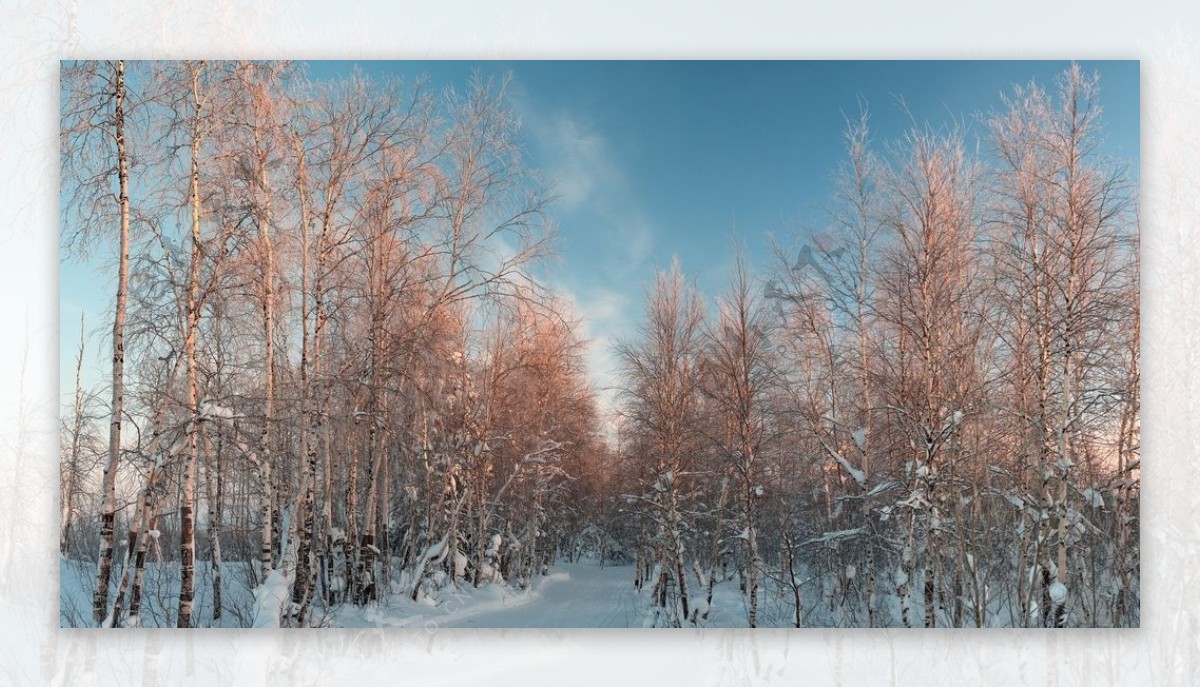 森林雪地冬天天空风景