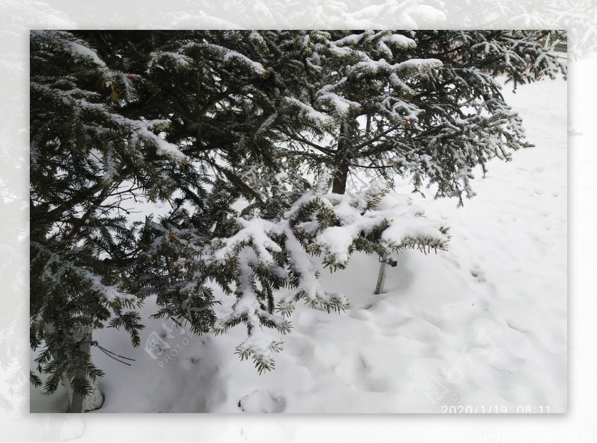 雪白雪雪地树冬天