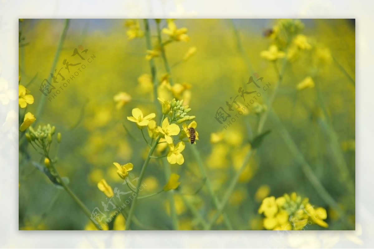 油菜花