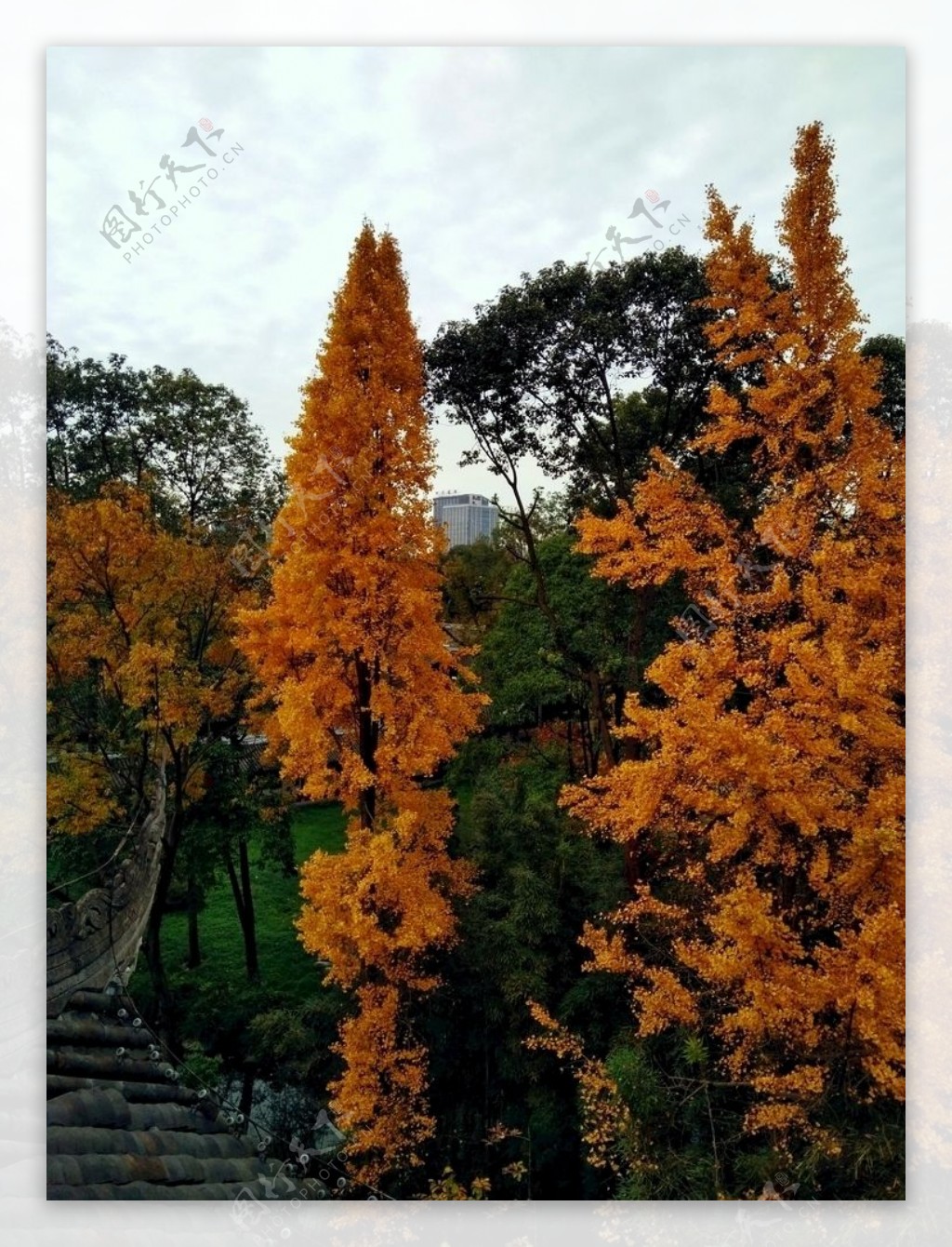 俯视大树银杏树黄叶树顶