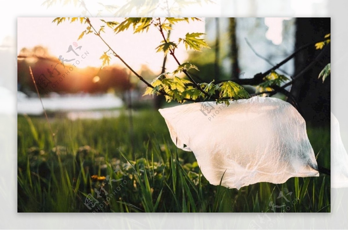 灌木丛上的白色塑料袋