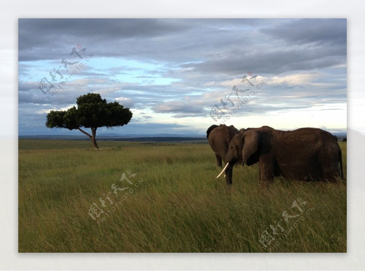 草原上的大象