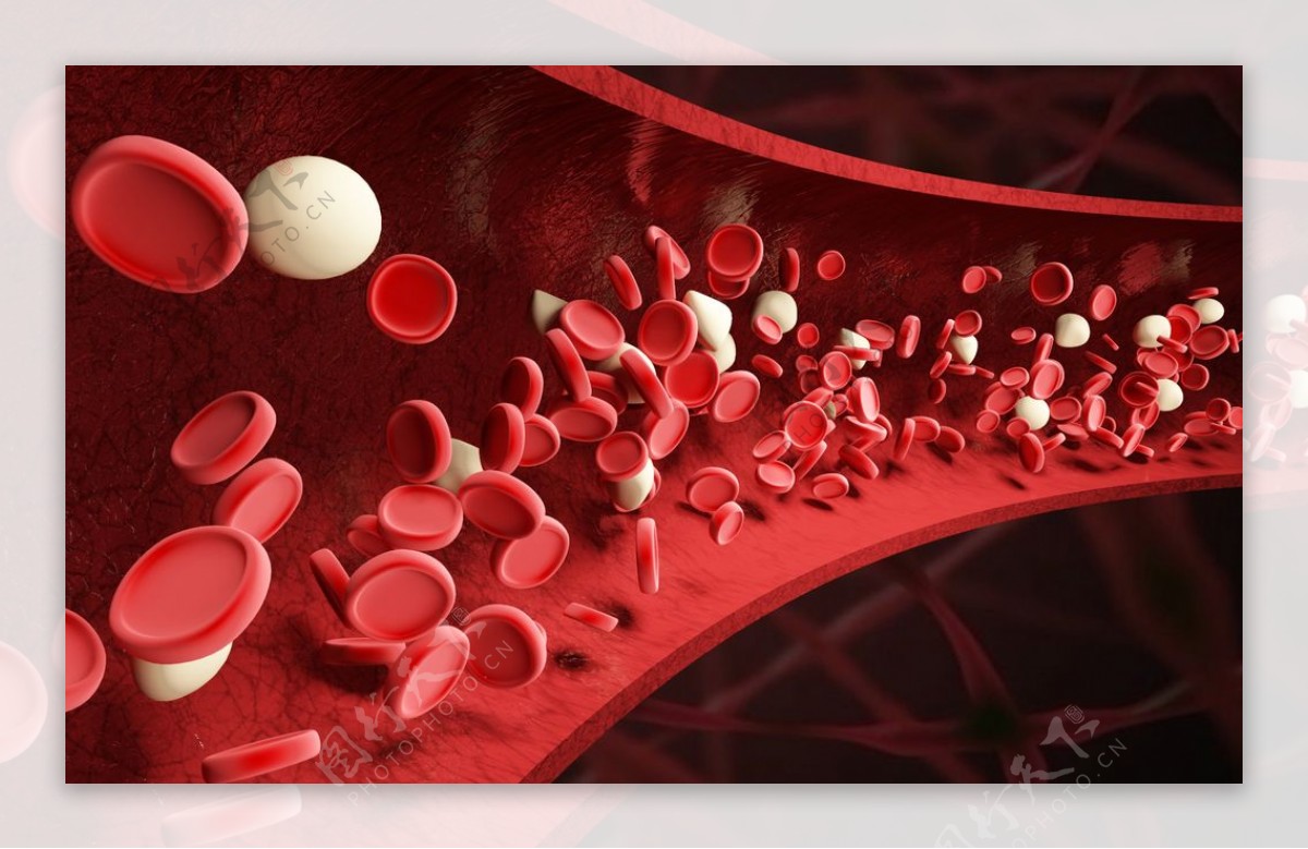 血红细胞血管