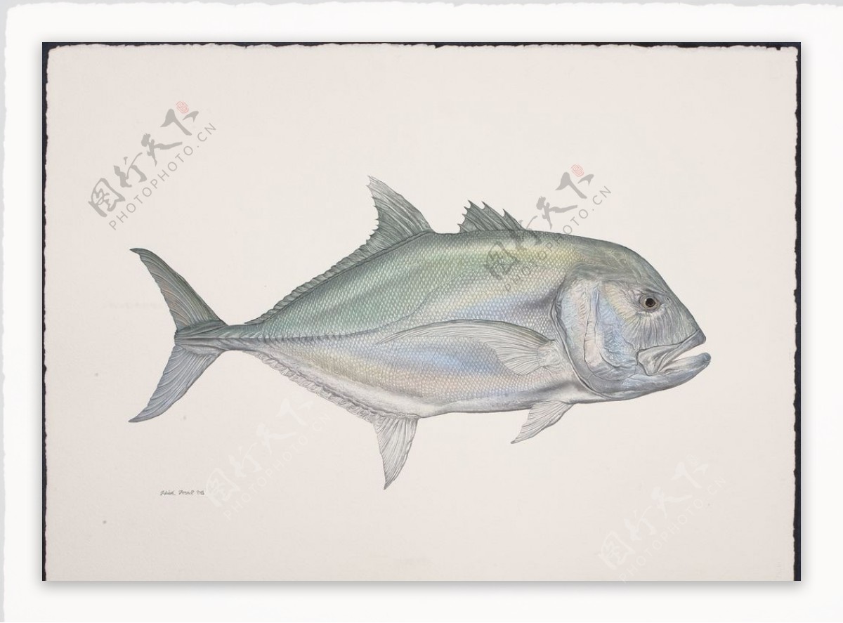 海洋鱼类图谱图片素材-编号38928100-图行天下