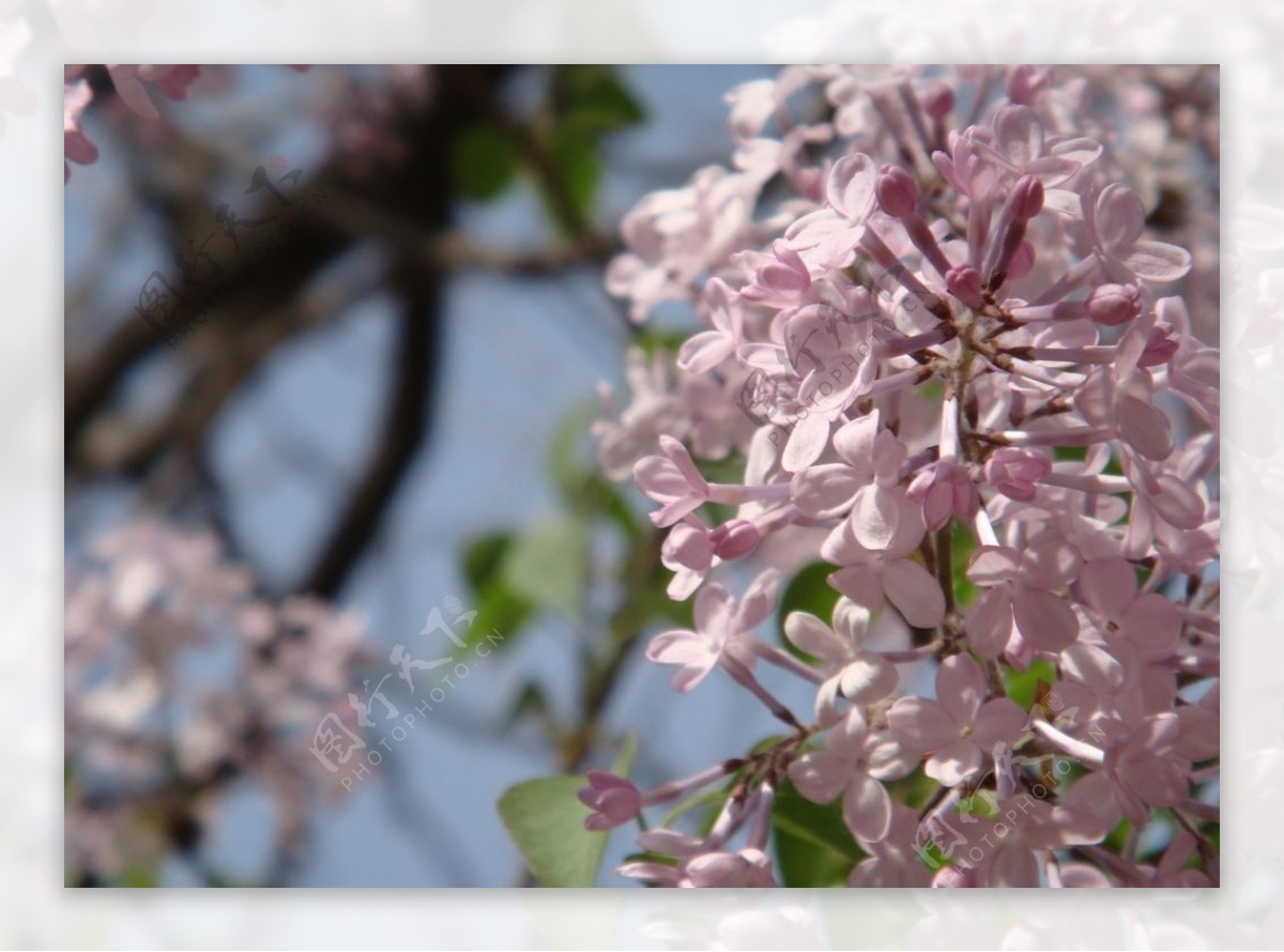 美丽的丁香花