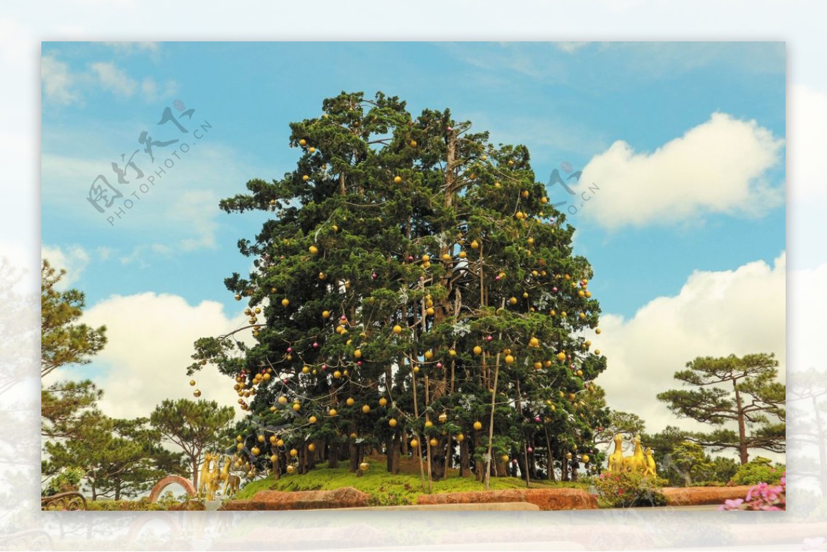 树自然旅游越南摄