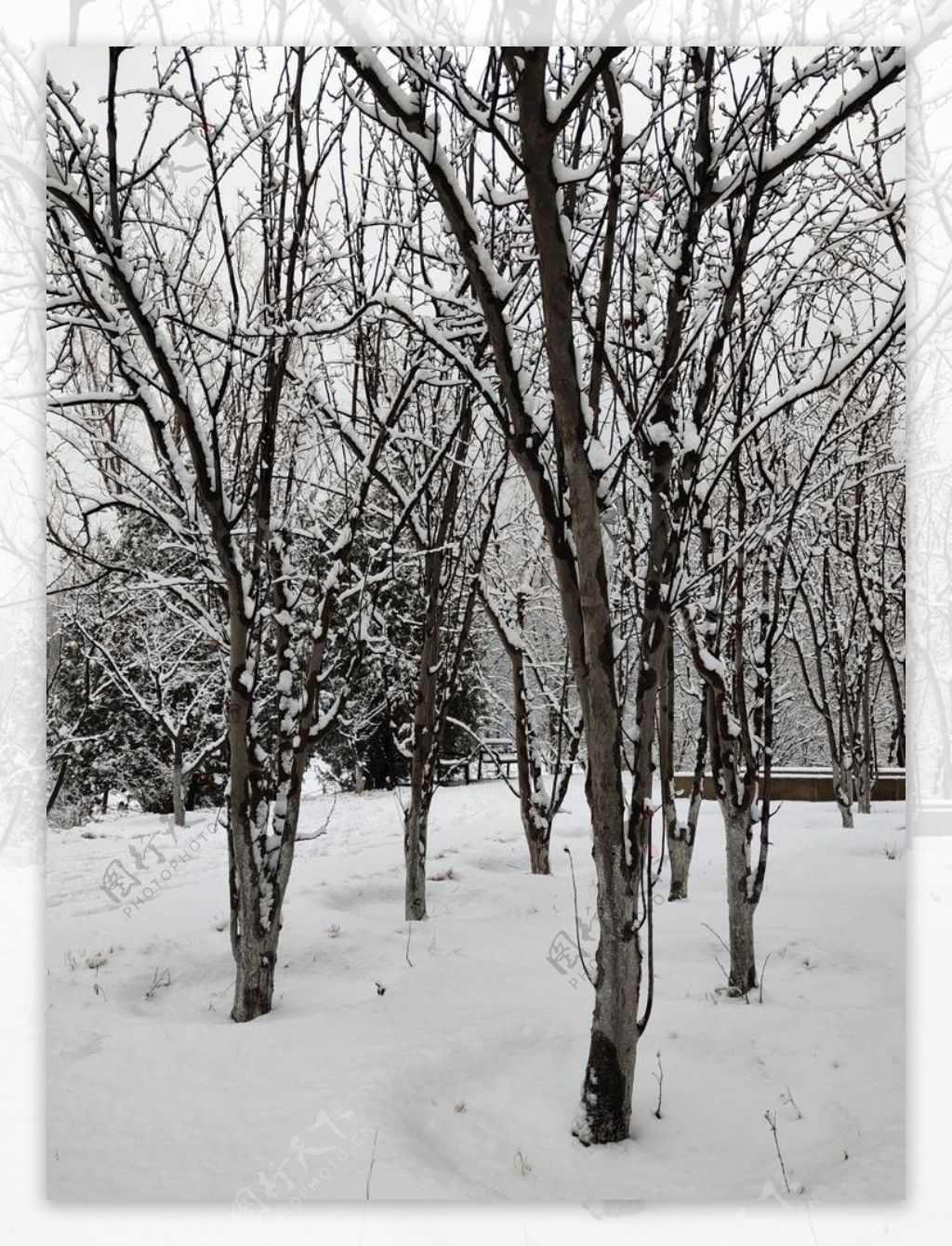 雪中的海棠树