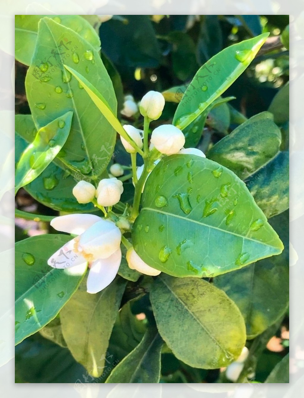 鲜花树纳兰霍植物