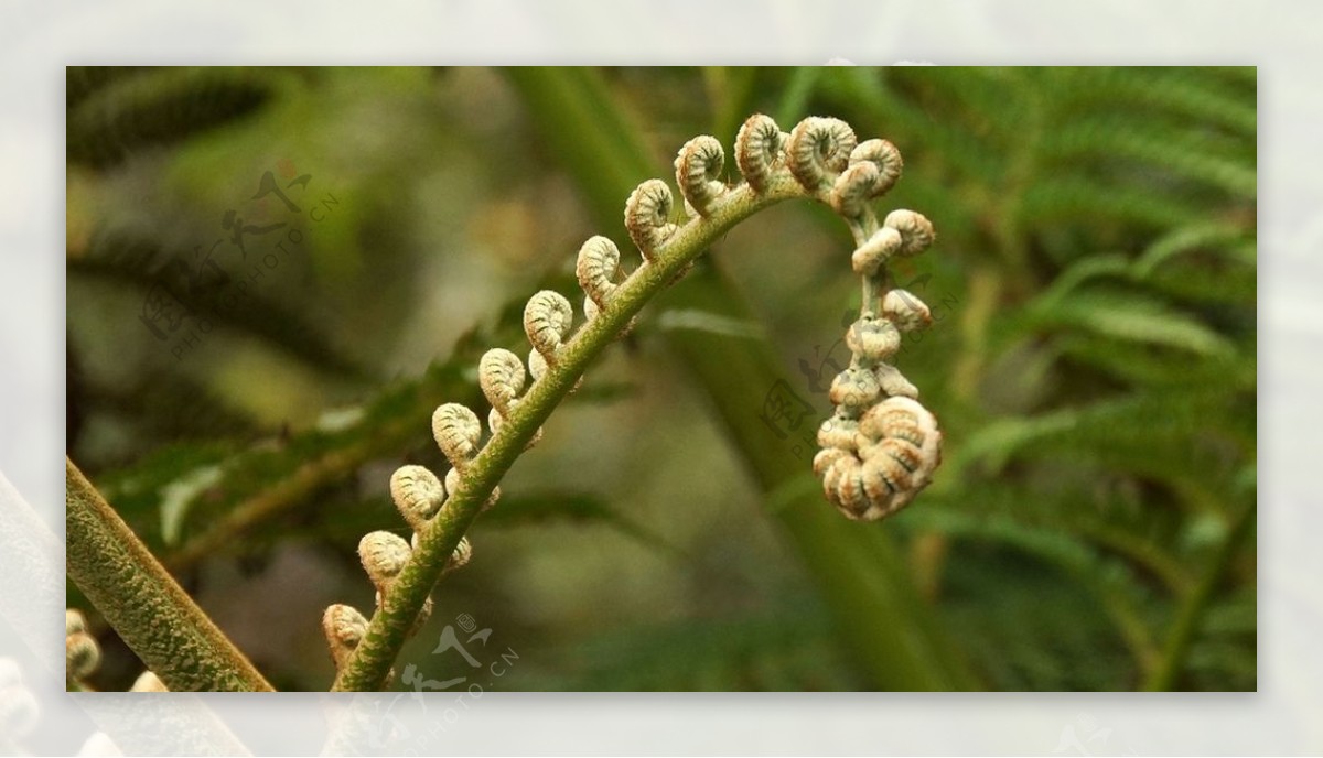 绿色清新的蕨类草叶