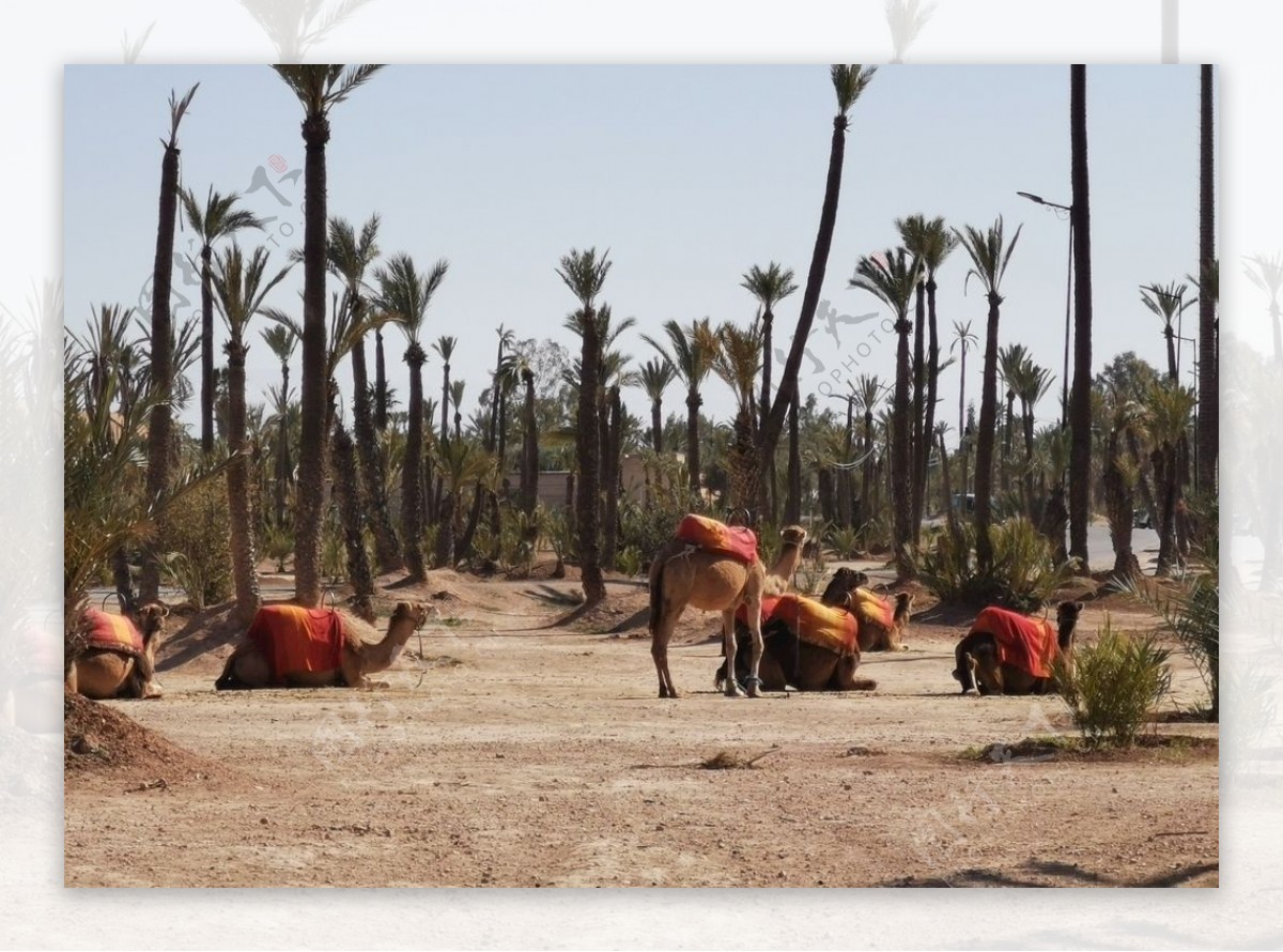 骆驼沙漠棕榈树单峰驼