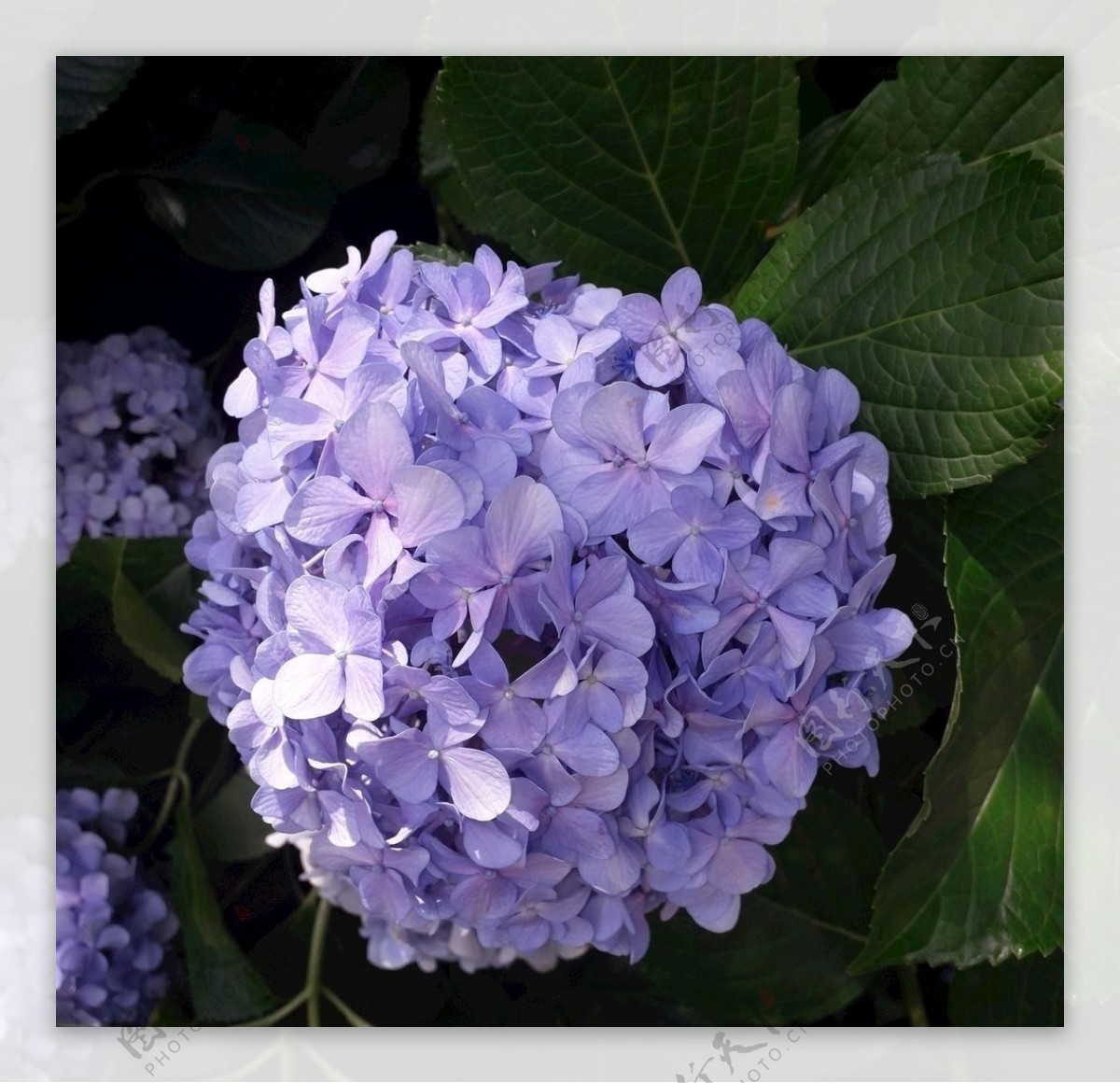 弗洛雷斯弗洛尔春鲜花紫