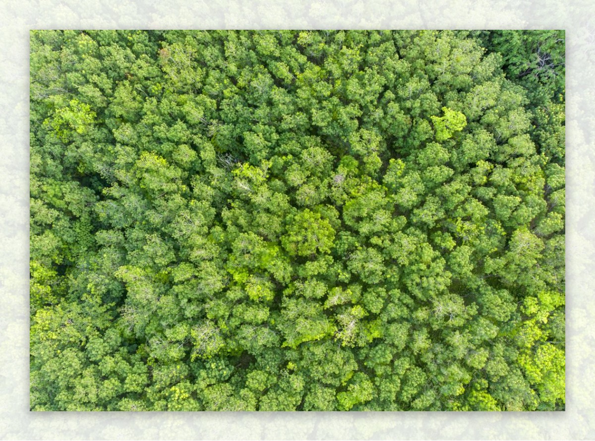 绿色森林俯瞰高清摄影