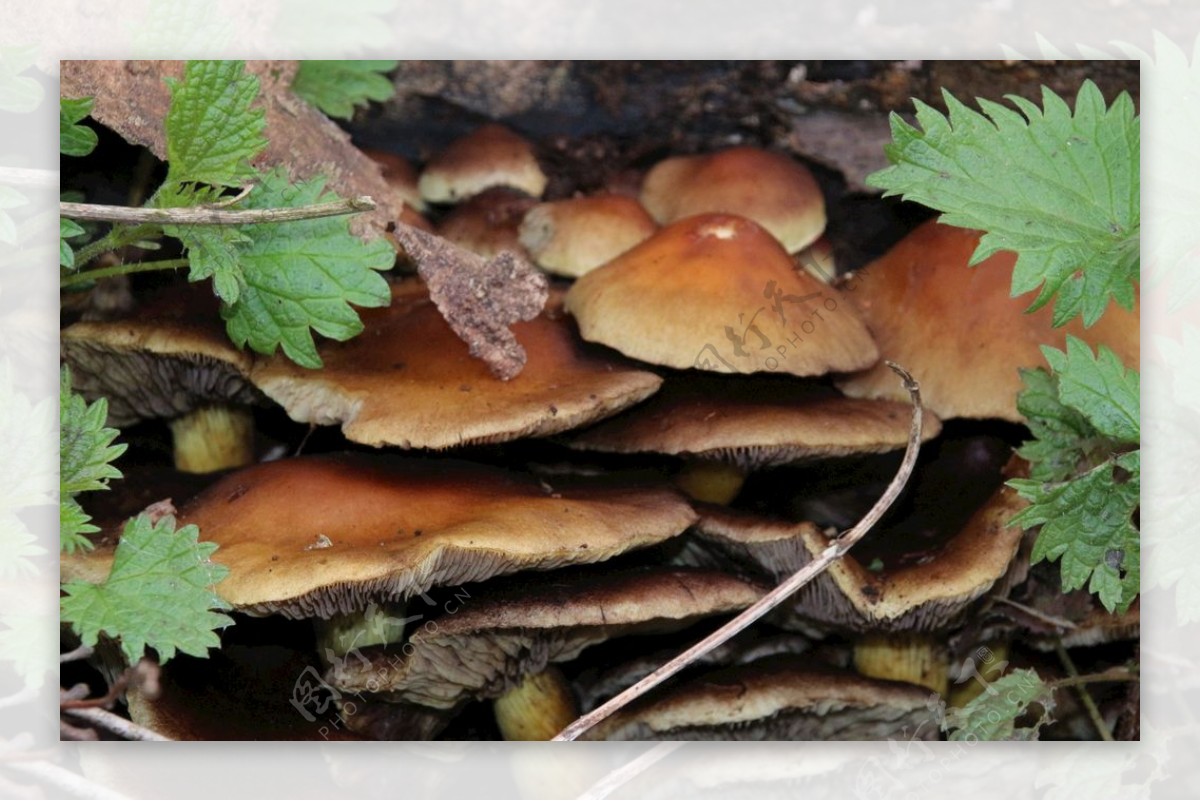 蘑菇日志森林蘑菇收集森