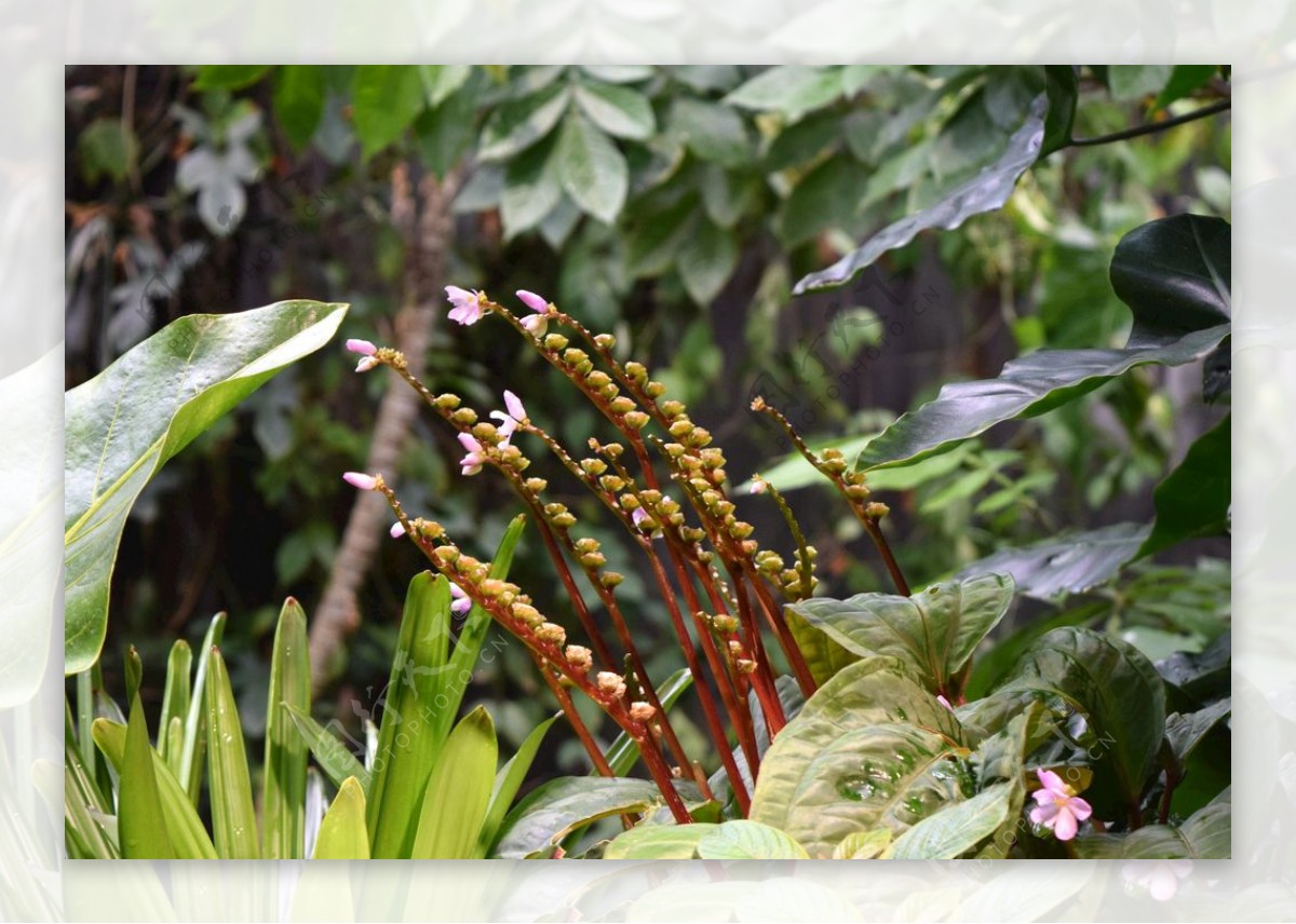 热带花卉绿化植物自然叶