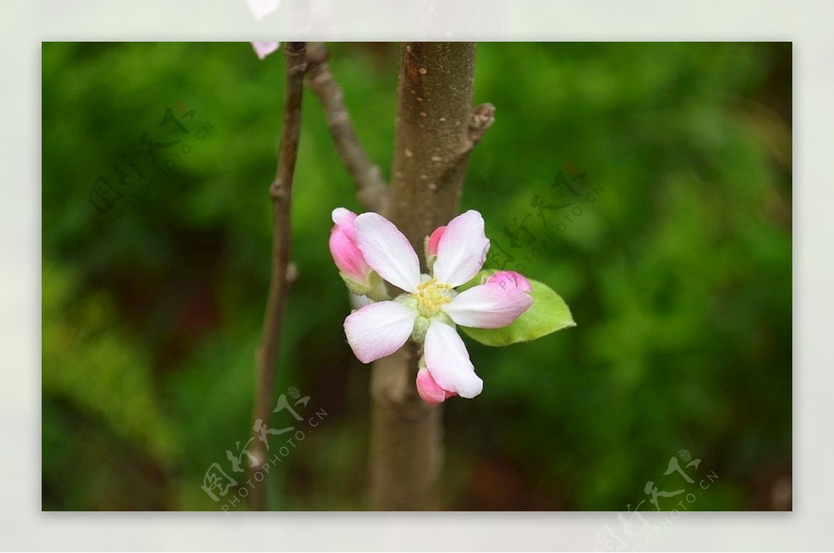 花春天花瓣花园美