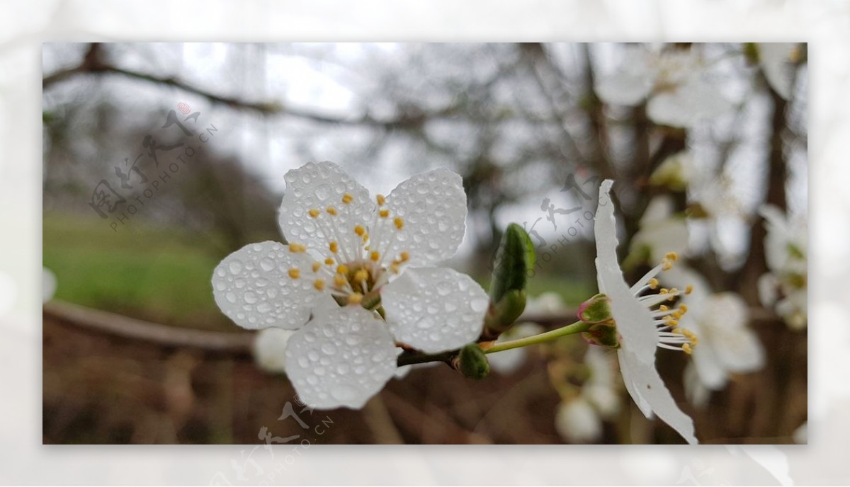 雨中的花朵森林花瓣树