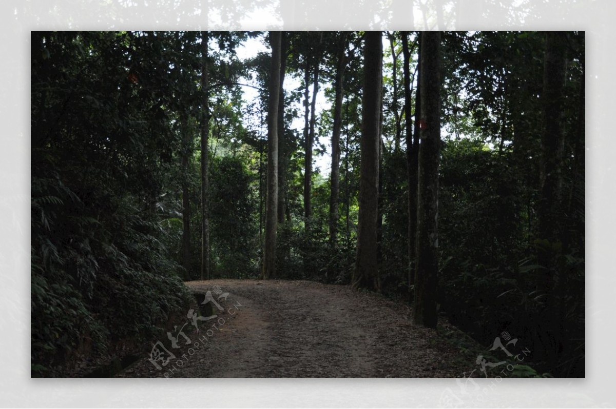 路径路自然森林景观树