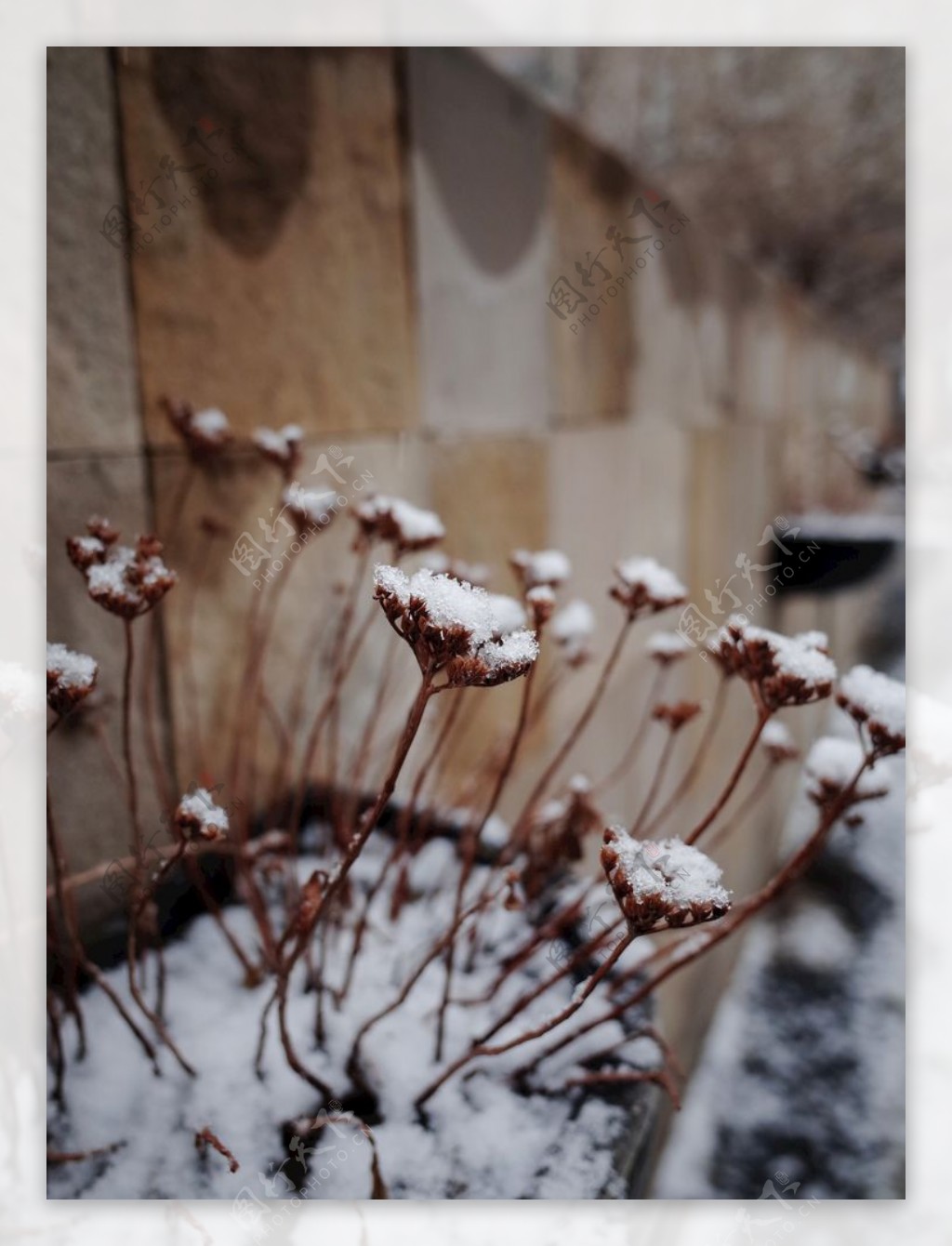 雪景