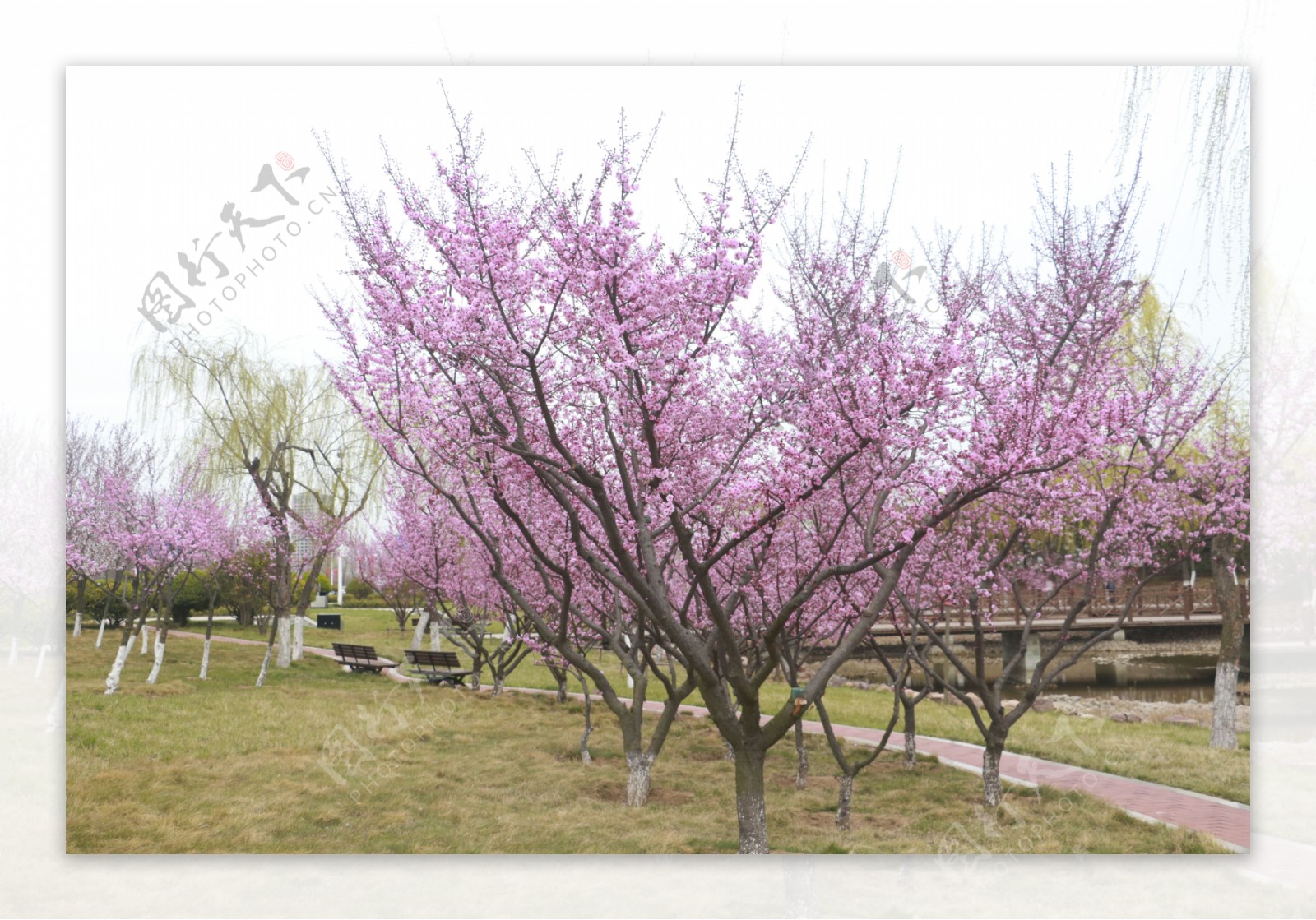 景观桃树