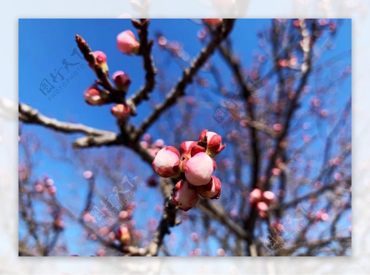 一枝梅花