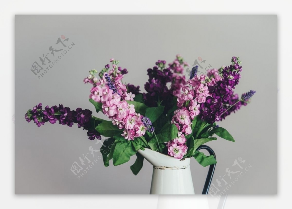 紫藤花粉色花朵