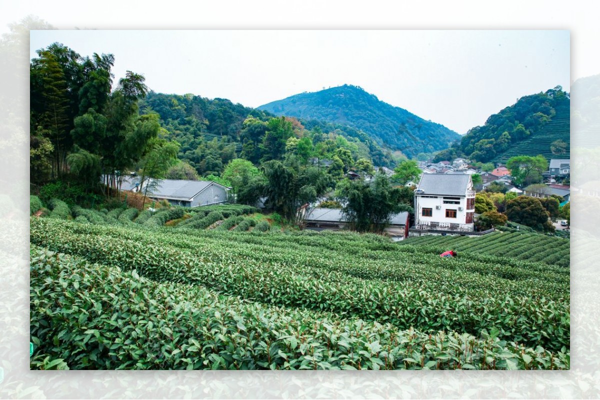 茶叶采茶西湖龙井