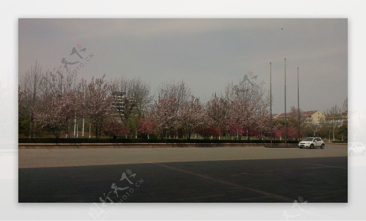 滨州学院樱花