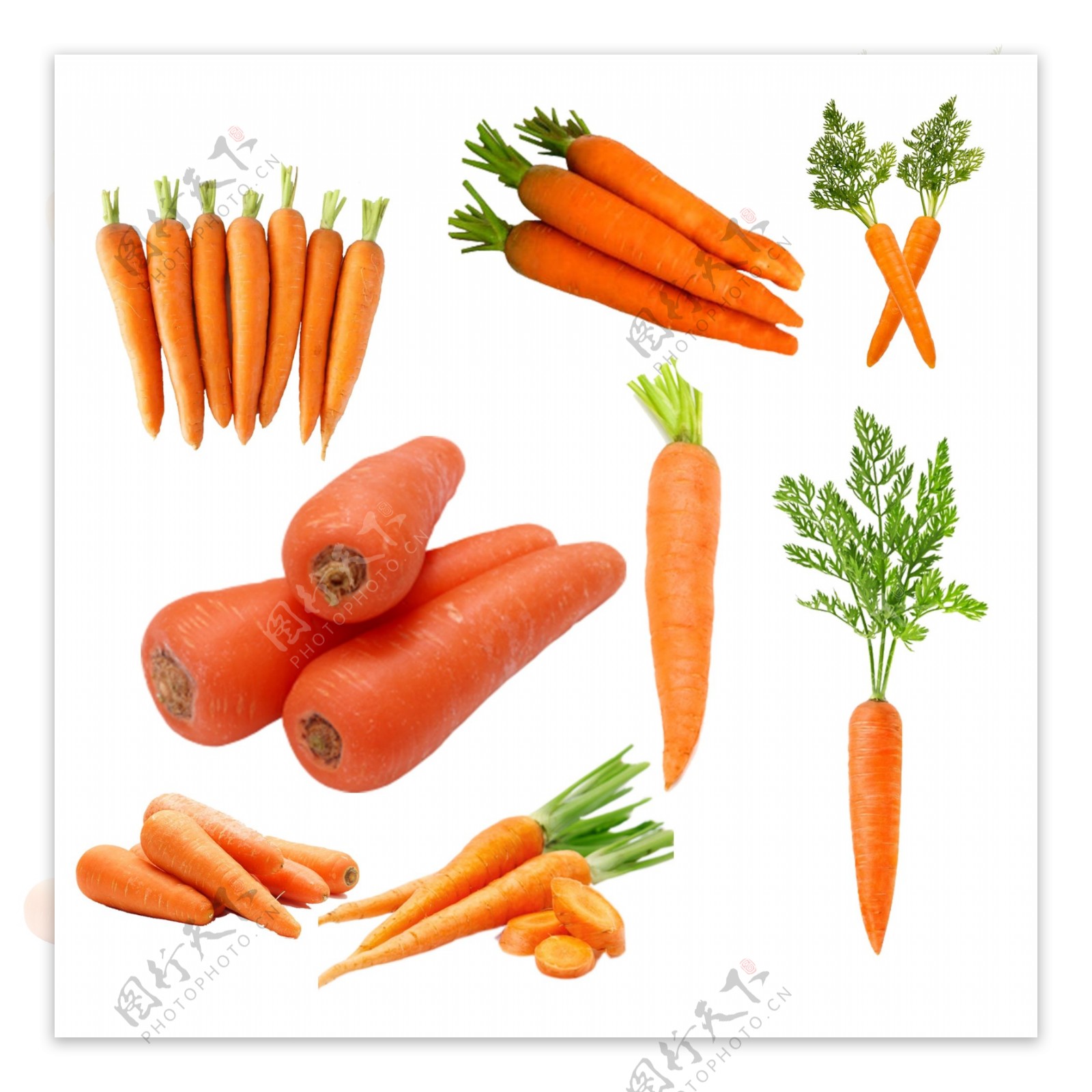 【健康】白萝卜红萝卜作用不同，养生食疗时要分清_图片新闻_汕头市卫生健康局（中医药局）