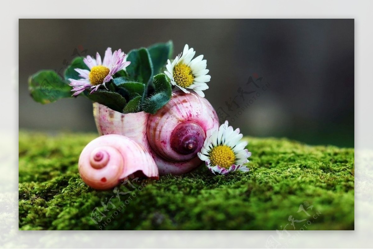 蜗牛上的鲜花