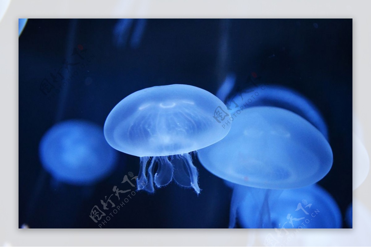 海洋生物海蜇,水母的图片-千叶网
